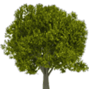 Ironwood Capital logo